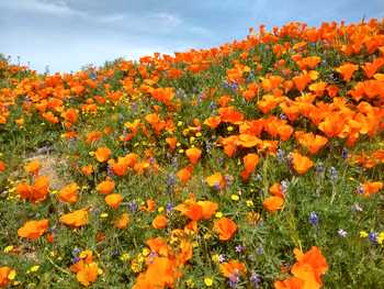 wildflowers